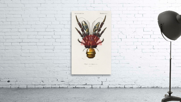 Coconut Crab Birgus latroi Wall Preview