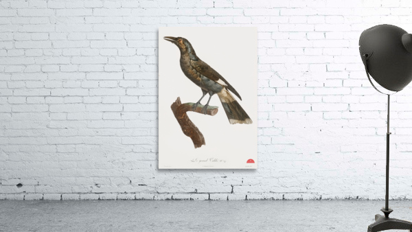 Curl-crested Manucode  Wall Preview