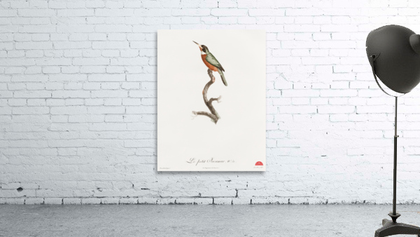 Yellow-billed jacamar Wall Preview