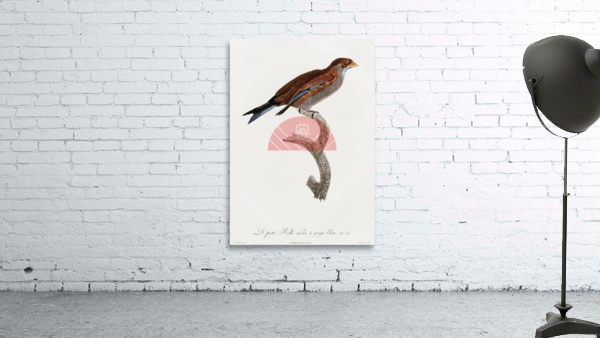 Little Lilac-breasted roller  Wall Preview