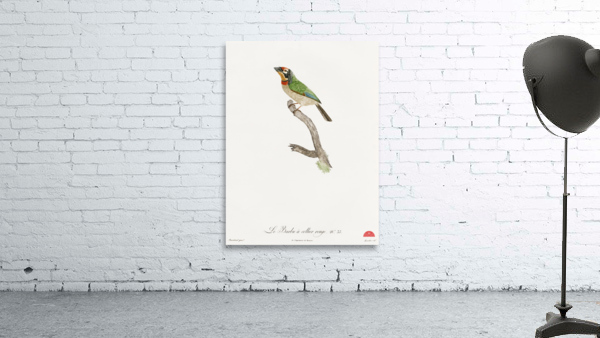 Black-collared barbet  Wall Preview