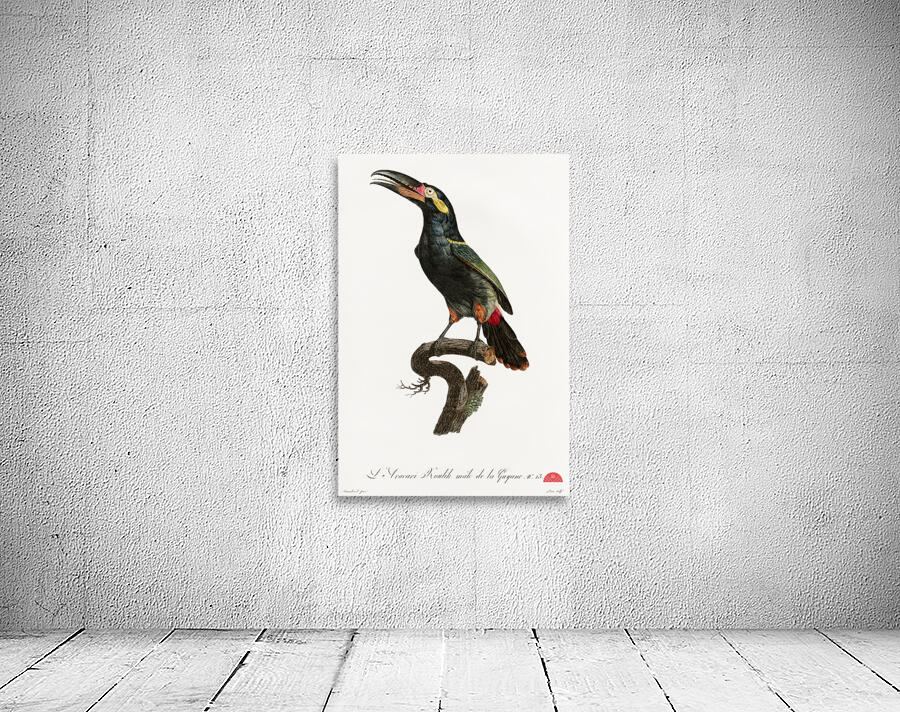 Black-necked Aracari  Wall Preview