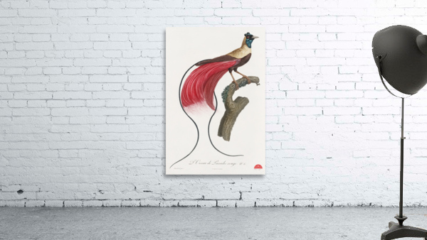 Red bird of paradise  Wall Preview