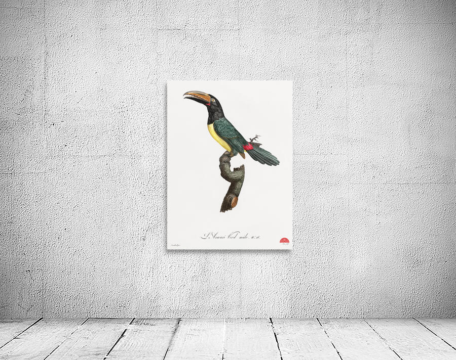 Green aracari  Wall Preview