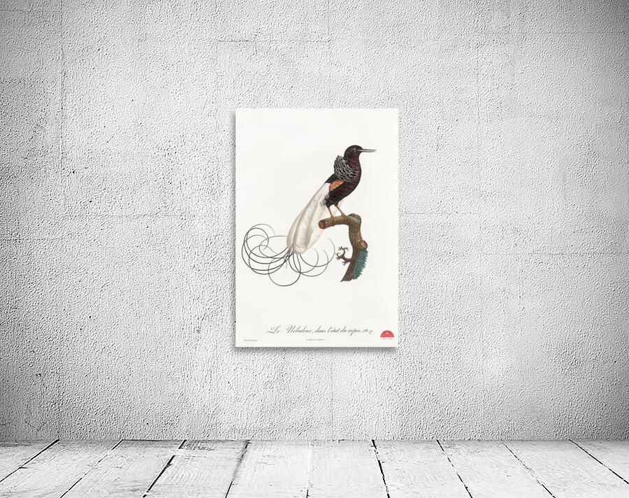 Twelve wired bird of paradise  Wall Preview