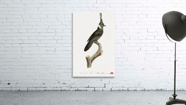 Black Jay with White Colla Wall Preview