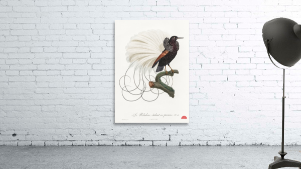 Twelve wired bird of paradise  Wall Preview