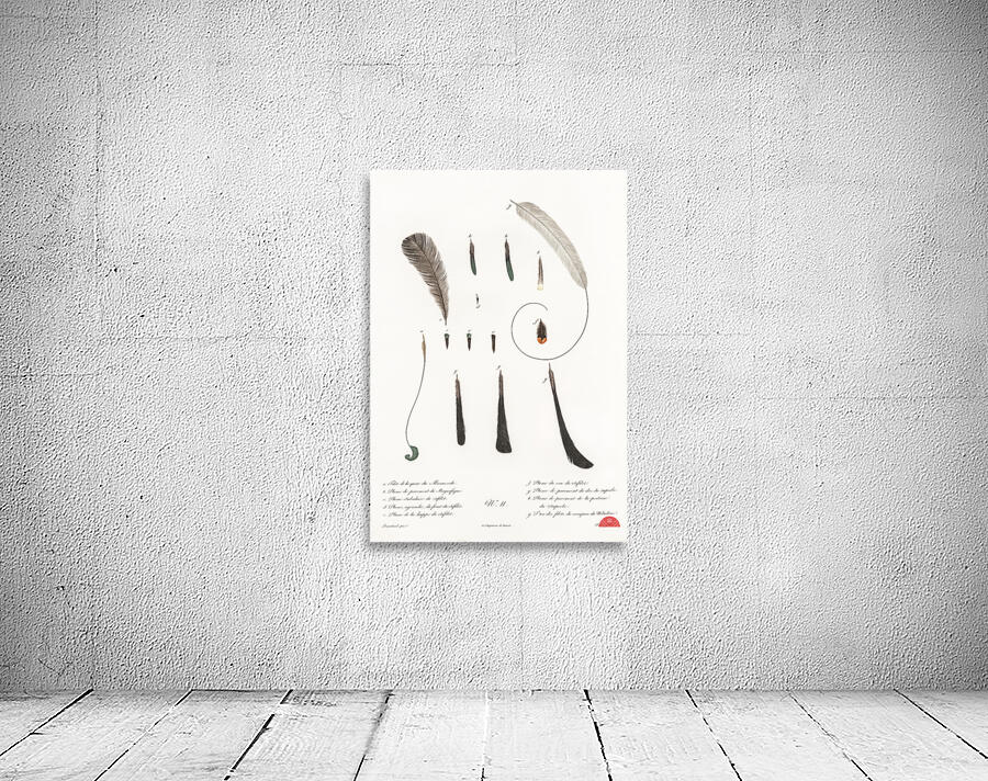 King bird of paradise feather and tail Wall Preview