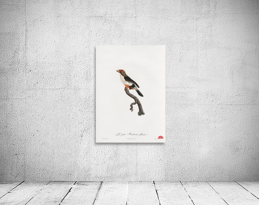 Little barbet  Wall Preview