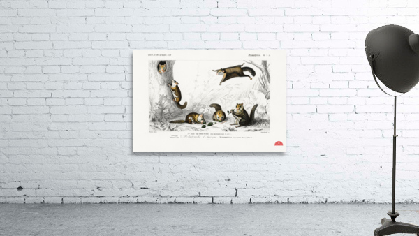 Glaucomys sabrinus Polatouche D Amerique Wall Preview