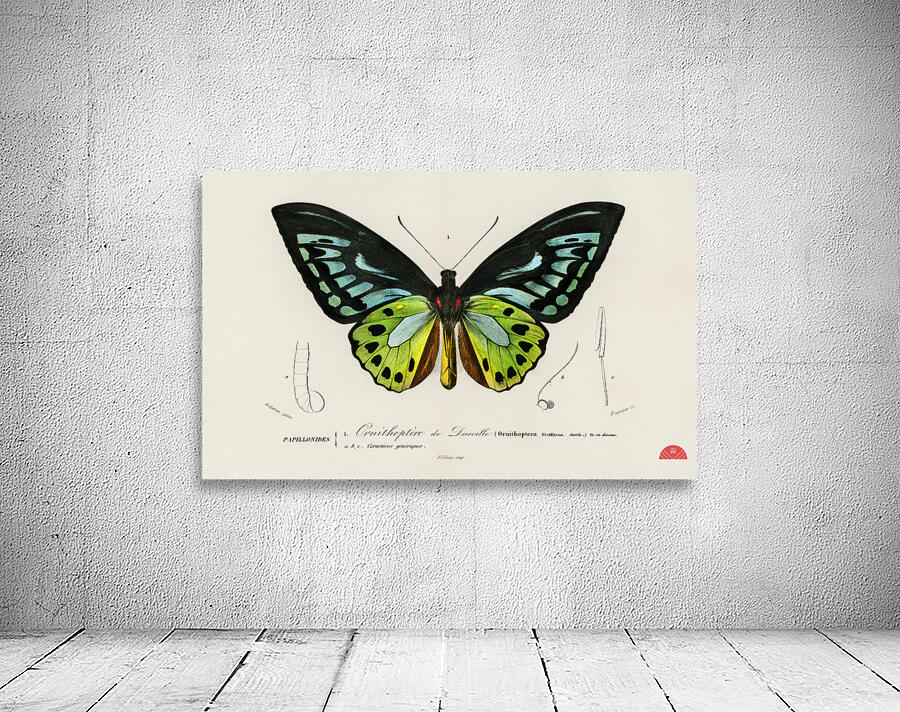 Green birdwing Ornithoptera priamus Wall Preview
