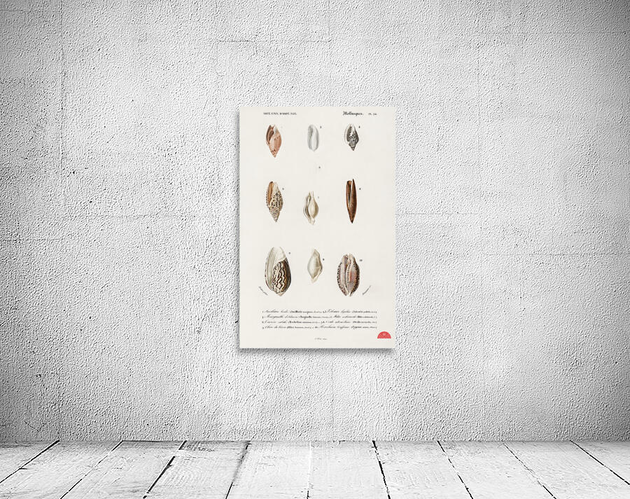 Different types of mollusks Wall Preview