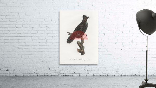 Western parotia in the idle state  Wall Preview