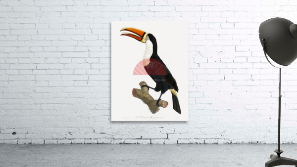 Yellow necklace Toucan  Wall Preview