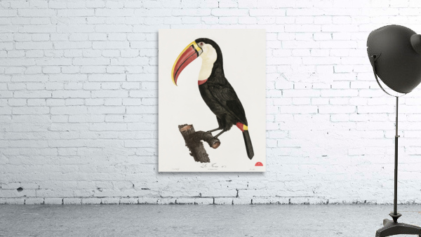 Toucan Wall Preview