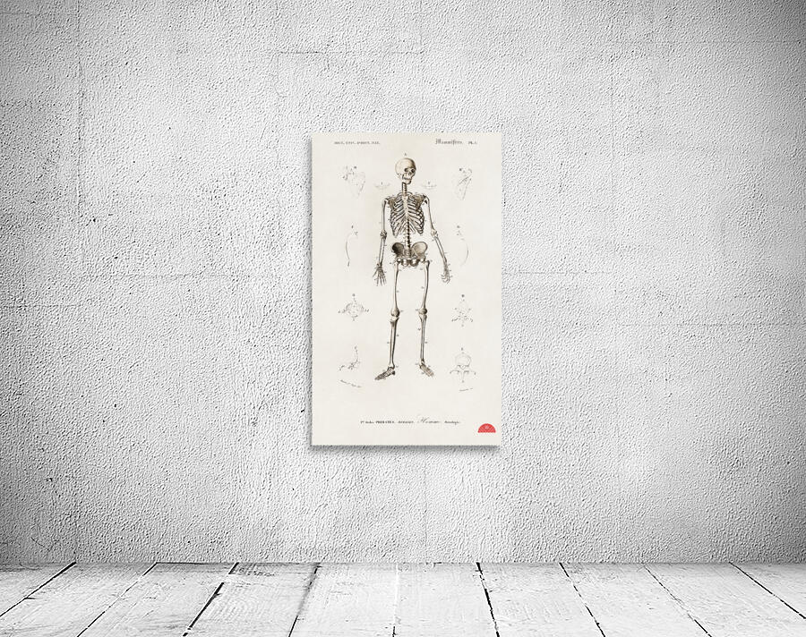 Collection of butterflies Wall Preview