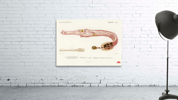 Aulostoma maculatum Wall Preview