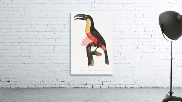 Green-billed toucan  Wall Preview