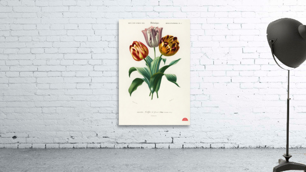 Didier&39s tulip Tulipa gesneriana Wall Preview