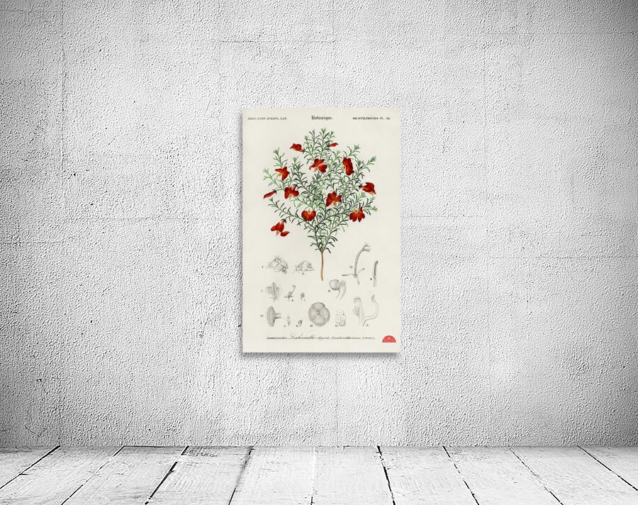 Red leschenaultia Lechenaultia formosa Wall Preview