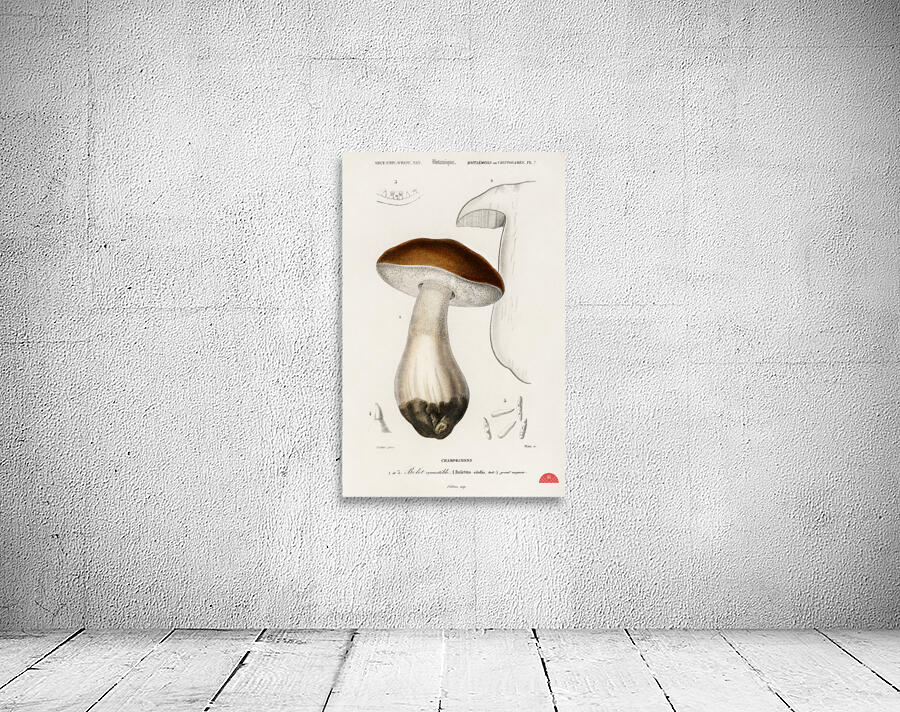 Penny bun Boletus edulis Wall Preview