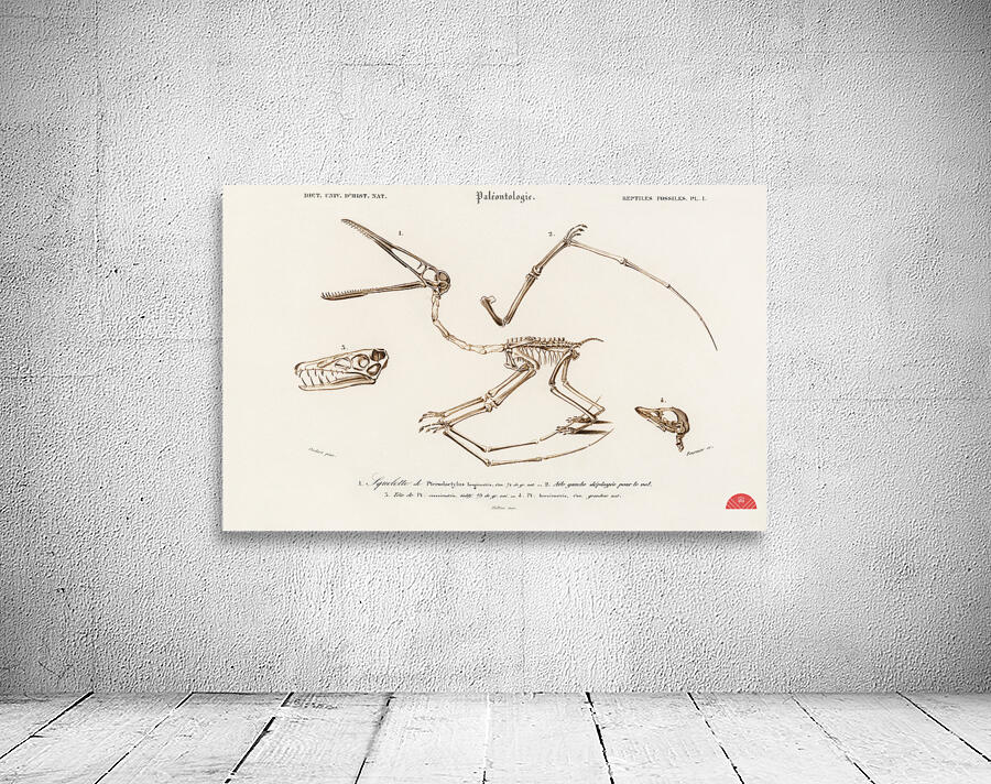 Pterosaur Pterodactylus Wall Preview