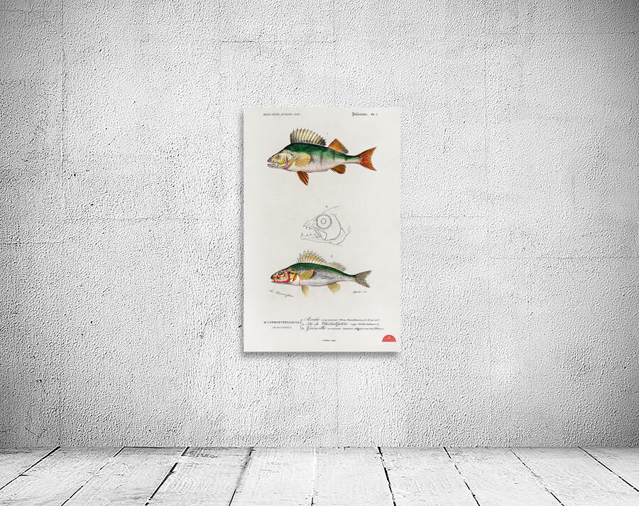 Perca fluviatilis and Gymnocephalus Wall Preview