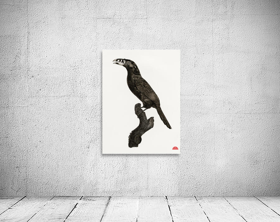 Black-necked Aracari male  Wall Preview