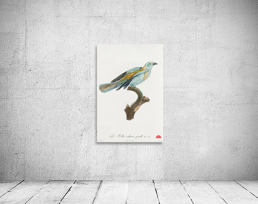 Abyssinian roller female Wall Preview