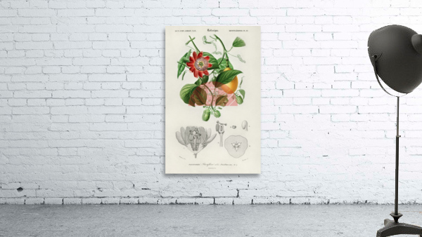 Green-tailed Jacamarfemale Wall Preview