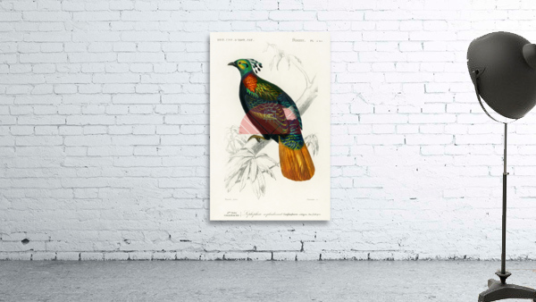 Himalayan monal Lophophorus refulgens Wall Preview