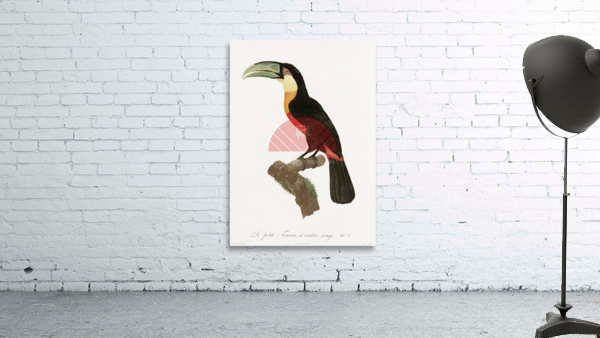 Red-billed Toucan Wall Preview