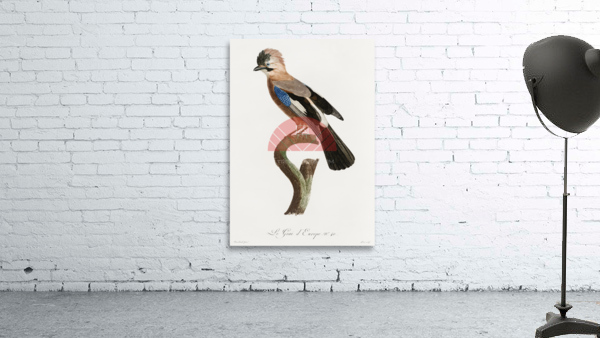 Eurasian Jay  Wall Preview