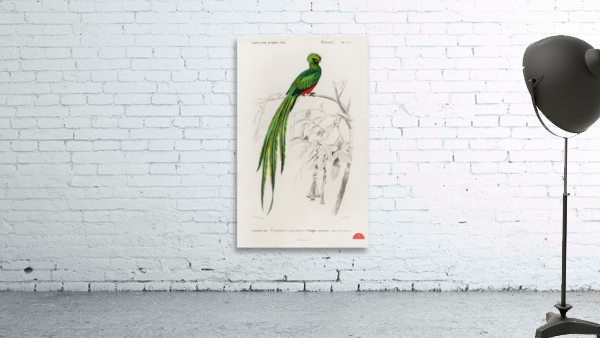 Pavonine quetzal Pharomachrus pavoninus Wall Preview