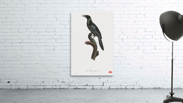 Manucode Male  Wall Preview