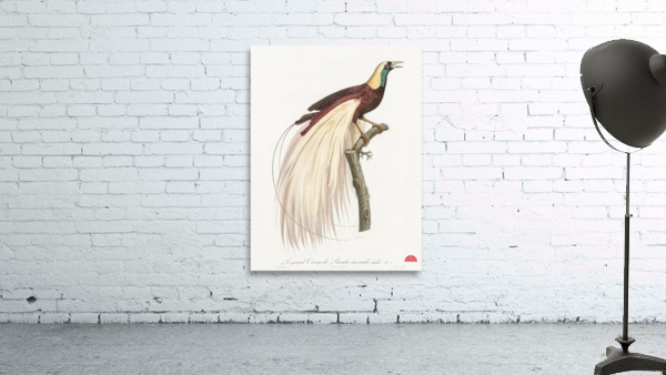 Emperor bird-of-paradise male  Wall Preview