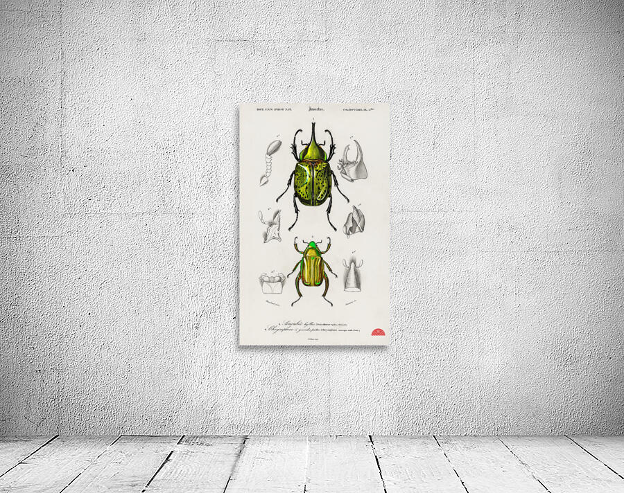 Chrysina Macropus Chrysophora Macropa and Eastern Hecules Beetle Scarabaeus Hyllus Wall Preview