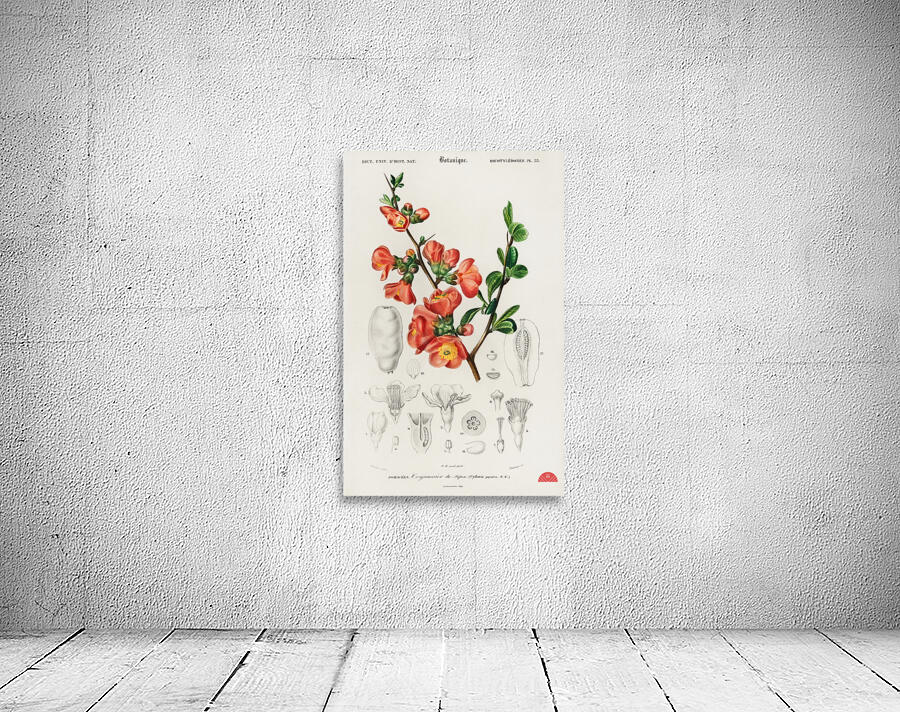 Maule&39s quince Cydonia japonica Wall Preview