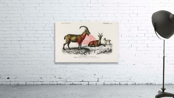 Wild goat Capra Agagrus Wall Preview