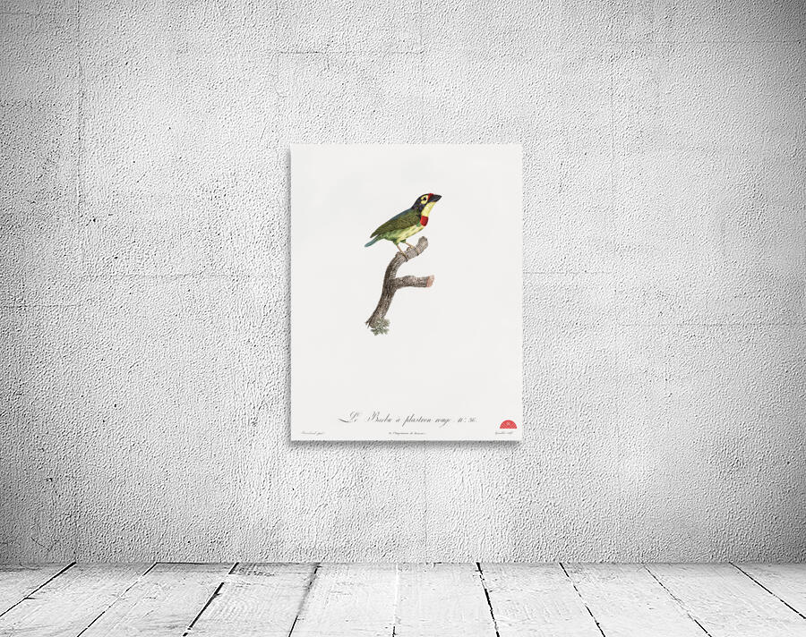 Coppersmith barbet  Wall Preview