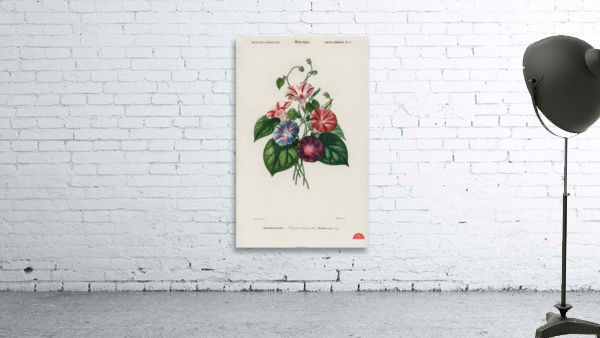 Morning-glory Pharbitis hispida Wall Preview