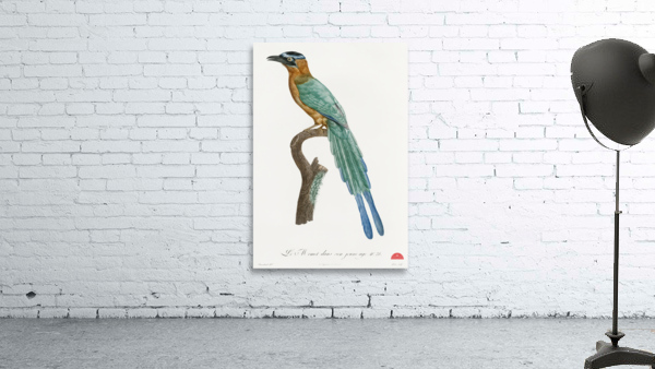 Young motmot  Wall Preview