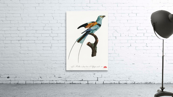 Magnificent bird of paradise female  Wall Preview