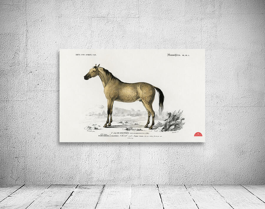 Horse Equus ferus caballus Wall Preview