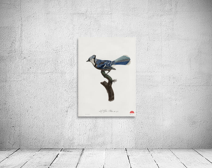 Blue Jay  Wall Preview