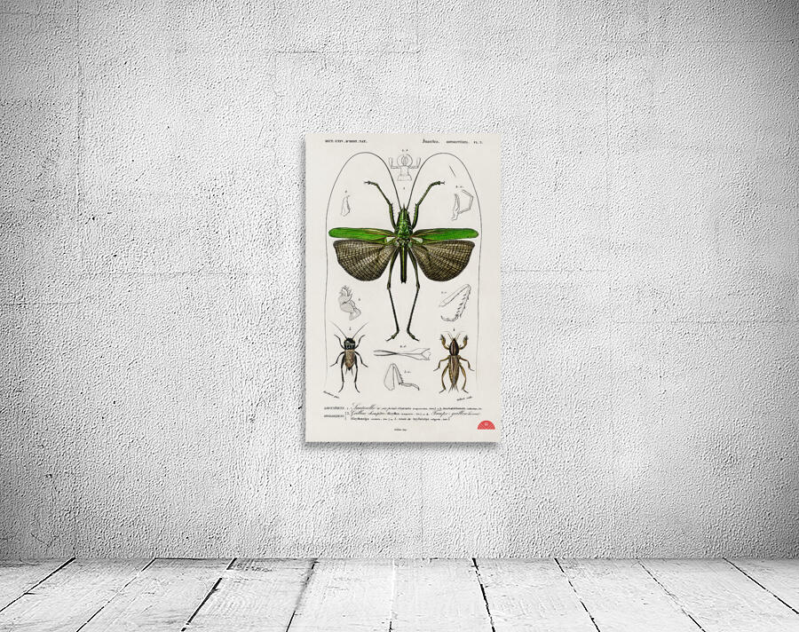 Blue Jay  Wall Preview