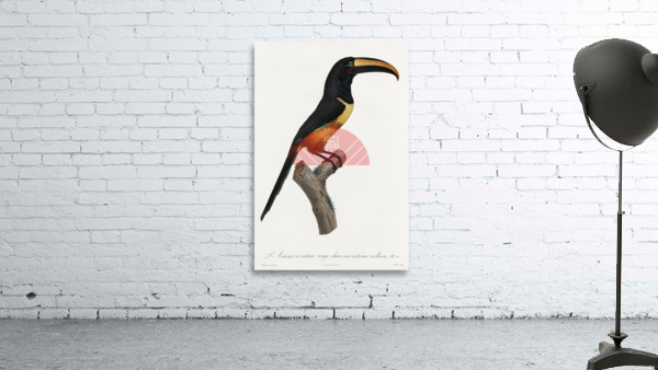 Old red belt aracari  Wall Preview