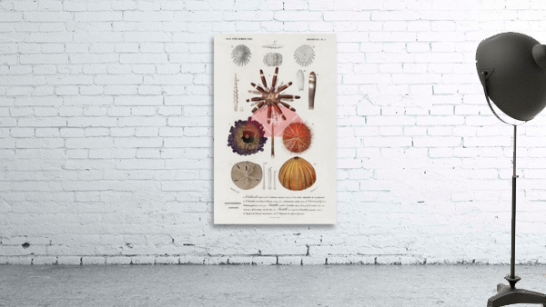 Different types of sea urcnhins Wall Preview