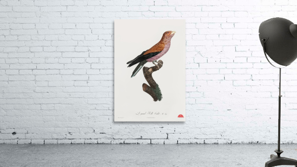 Great violet roller  Wall Preview