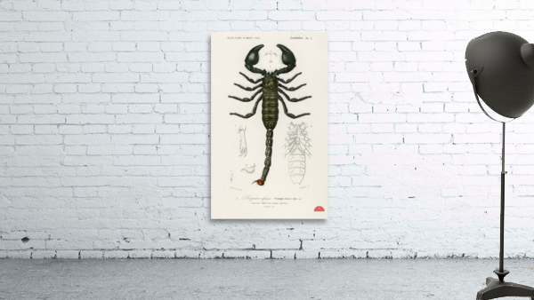 The Emperor Scorpion Buthus Afer Wall Preview